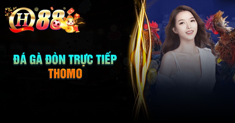 Ưu điểm khi chơi đá gà đòn trực tiếp Thomo tại QH88