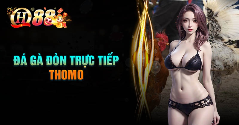 Đá gà đòn trực tiếp Thomo là gì?